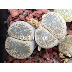 C308 - Plant